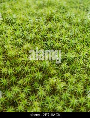 Nahaufnahme von nassem Sphagnum Moos, mit winzigen Wassertropfen, Loch Lomond, Schottland, Großbritannien Stockfoto