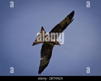 Ein weißer gewedelter Adler am Himmel Stockfoto