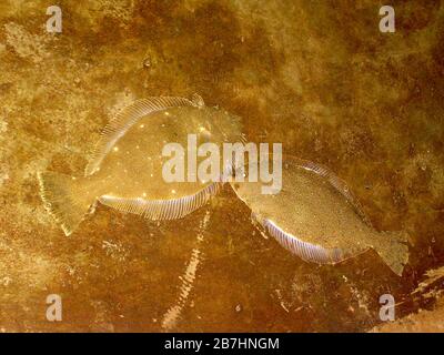 Fisch im unteren Teil des Pools auf einem Bauernhof Stockfoto