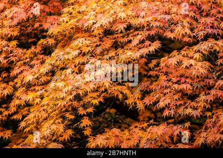 Japanische Ahornbäume / Acker im Herbst Stockfoto