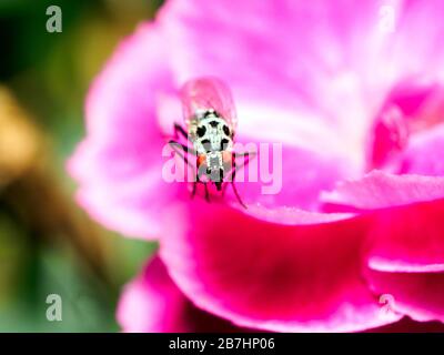 Mediterrane Fruchtfliege (Ceratitis Capitata) Stockfoto