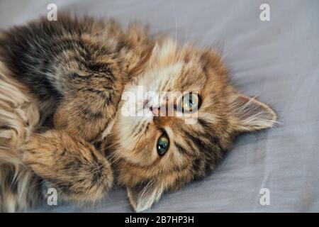 Portrait der süßen fröhlichen britischen Langhaarkatze Chinchilla persian Kätzchen aufwachen und auf dem Katzen-Bett im Schlafzimmer spielen und zur Kamera schauen Stockfoto