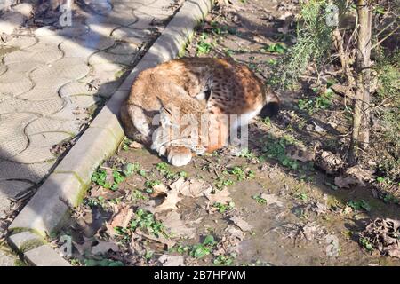 Luchs schläft in seiner Höhle im Zoo. Stockfoto