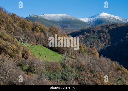 Eine Kuhherde, die im späten Herbst auf einer Wiese zwischen den Wäldern am Fuße der schneebedeckten Berge von Ancares weidet Stockfoto