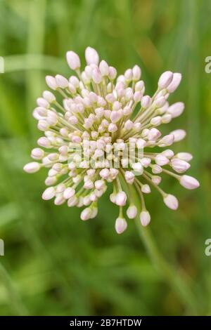Nahaufnahme der blühenden Zwiebel Pfeil mit grünen verschwommenen Hintergrund. Ansicht von oben. Geringe Tiefenschärfe. Stockfoto