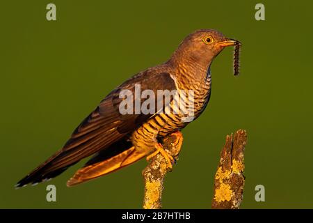 Überraschendes gemeines Kuckucksmännchen, das bei Sonnenuntergang eine Raupe im Schnabel hält Stockfoto