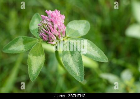 Nahaufnahme der blühenden Zwiebel Pfeil mit grünen verschwommenen Hintergrund. Ansicht von oben. Geringe Tiefenschärfe. Stockfoto