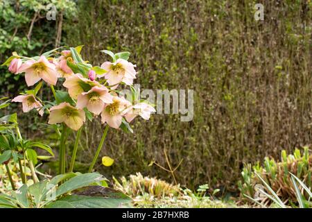 Gruppe der rosa blühenden Blumen des helleborus orientalis, auch Lenzrose oder Orientalische Nieswurz genannt Stockfoto