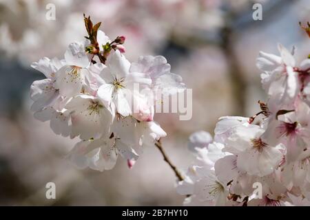 Blüte von Prunus incisa 'The Bride, Fuji Cherry Tree 'The Bride', Kirsche 'The Bride' im Frühjahr Stockfoto