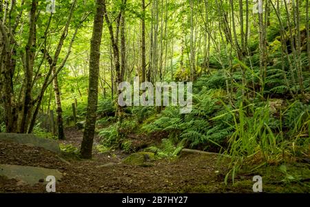 Uralter Wald, schottische Highlands, Großbritannien. Ein Fußweg, der sich durch das dichte grüne Laub eines alten Waldes in den Highlands des ländlichen Schottlands schlängelt. Stockfoto