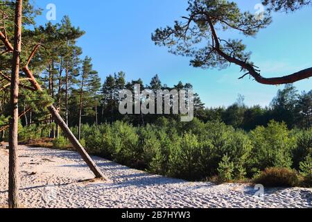 Polen Kiefernwaldlandschaft auf Sanddünen bei Leba. Stockfoto