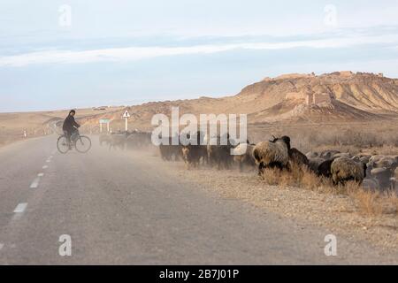Leitender Hirte, der mit dem Fahrrad bei den Ruinen von Ayaz-Kala auf einem Hügel in der Wüste Kyzylkum, Usbekistan, radeln kann Stockfoto