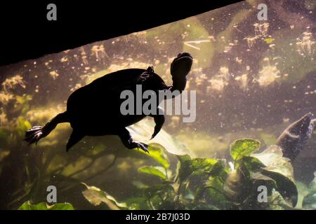 Süßwasseraquarienschildkröte, Chrysemis, Trachemis und mehr Arten im öffentlichen Aquarium Stockfoto