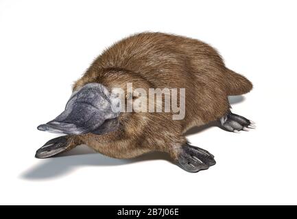 Semi-aquatische Säugetiere, im Osten Australiens heimisch. Auf weißem Hintergrund mit Schlagschatten. Stockfoto