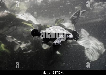 Süßwasseraquarienschildkröte, Chrysemis, Trachemis und mehr Arten im öffentlichen Aquarium Stockfoto