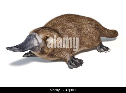 Semi-aquatische Säugetiere, im Osten Australiens heimisch. Auf weißem Hintergrund mit Schlagschatten. Stockfoto