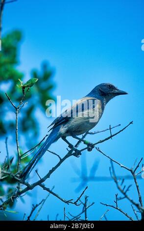 Florida Scrub Jay, Aphelocoma coerulescens, Florida, USA, auf Zweigstrecke Stockfoto