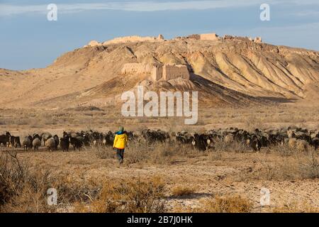 Junger kaukasischer Junge, der hinter Schafherde vor den Ruinen der Festung Ayaz-Kala auf einem Hügel, der Wüste Kyzylkum, Karakalpakstan, Usbekistan, spaziert Stockfoto