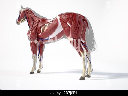 Pferdeanatomie. Muskulöses System über grauer Silhouette, hintere Seitenansicht auf weißem Hintergrund. Beschneidungspfad enthalten. Stockfoto
