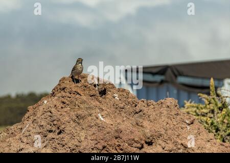 Berthelots Pipit, Anthus berthelotii, endemisches Vogelporträt auf vulkanischem Felsen, selektiver Fokus. Roque de los Muchachos Observatorium in t Stockfoto