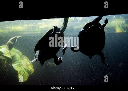 Süßwasseraquarienschildkröte, Chrysemis, Trachemis und mehr Arten im öffentlichen Aquarium Stockfoto