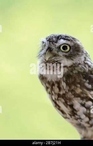 Kleine Eule/Minervas-Eule ( Athene noctua ), kleine Eulenarten, die in ganz Europa verbreitet sind, wirken niedlich und witzig. Stockfoto