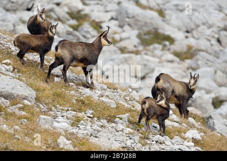 Chamois / Alpine Chamois ( Rupicapra rupicapra ), zwei Erwachsene mit jungen Fawns, im Herbst, typische Umgebung, alpen, Deutschland, Tierwelt. Stockfoto