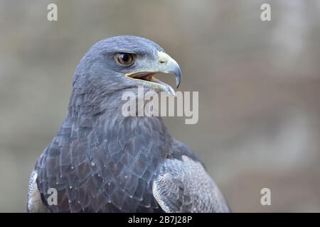Schwarzwald-Buzzard-Eagle ( Geranoaetus melanoleucus ), Kopfschuss, Ruf, Greifvogel der Familie der Falken und Adler, Anden, Südamerika. Stockfoto