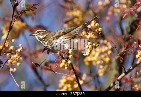 Rotwing, Turdus iliacus, Schottland, Großbritannien, ernähren sich von Beeren im Baum, Stockfoto