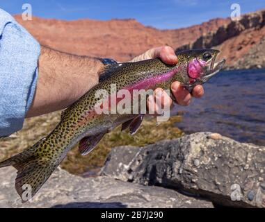 Beautifful Lees Ferry AZ Rainbow Trout fing Fliegenfischen, das von Angler am Colorado River gehalten wurde Stockfoto