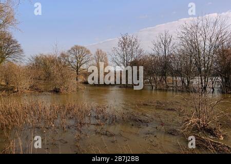 Teilweise untergetauchte Bäume umgeben von Hochwasserwasser am Rhein nahe Düsseldorf, Köln, Niederrheingebiet, Deutschland. Stockfoto