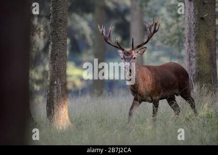 Red Deer (Cervus elaphus), junge schöne Männer, Hirsch, in lichten Wäldern stehen, beobachten, in nette Einstellung, Europa. Stockfoto