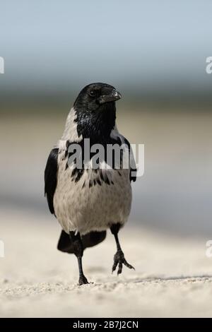 Hoodiecrow (Corvus cornix) zu Fuß am Strand entlang, frontal geschossen, Schaut lustig, Wildlife, Europa. Stockfoto