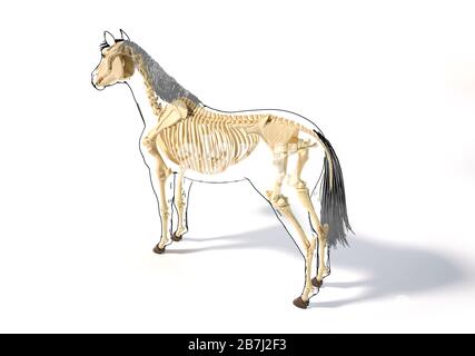 Pferdeanatomie. Skelettsystem mit schwarzem Umriss. Blick auf die Vogelperspektive auf den weißen Hintergrund. Beschneidungspfad enthalten. Stockfoto