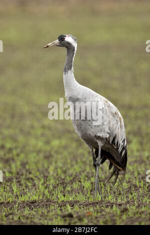 Kranich/Graukranich (Grus Grus), Erwachsener, ruht auf Ackerland, Winterweizen, Zugvogel, Wildlife, Europa. Stockfoto