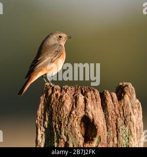 Common Redstart (Phoenicurus phoenicurus), junger Mann, auf einen Zaun Stange während der Migration im Herbst, Herbst, Natur, Europa thront. Stockfoto