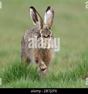 Feldhase/Europäischen Hase/Feldhase (Lepus europaeus) über eine Wiese, die direkt auf die Kamera zu, frontal geschossen, Wildlife, Europa. Stockfoto