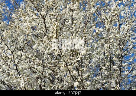 Weißer Pfirsichbaum blüht auf blauem Himmel Frühlingskonzept Stockfoto