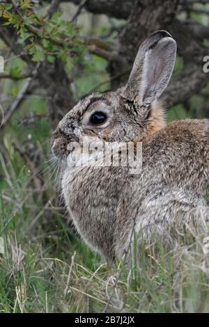 Hase/Kaninchen/Europäische Wildkaninchen (Oryctolagus cuniculus), Erwachsener, sitzen, sich ausruhen, versteckt unter Bush, Seitenansicht, Wildlife, Europa. Stockfoto