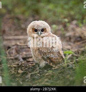 Waldkauz (Strix aluco), junges Küken, Owlet, links sein Nest, auf dem Boden sitzend in den Wäldern, in der typischen Situation, Wildlife, Europa. Stockfoto