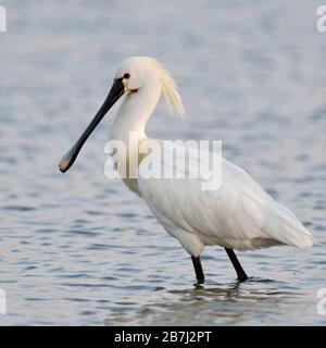 Löffler/Löffler (Platalea leucorodia), Erwachsene in der Zucht Kleid, das Waten durch/stehende im flachen Wasser, Wildnis, Europa. Stockfoto