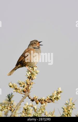 Heckenbraunelle Dunnock/(Phasianus colchicus), Song Bird, auf seabuckthorn gehockt, Singen im Frühling, umwerben, Wildlife, Europa. Stockfoto