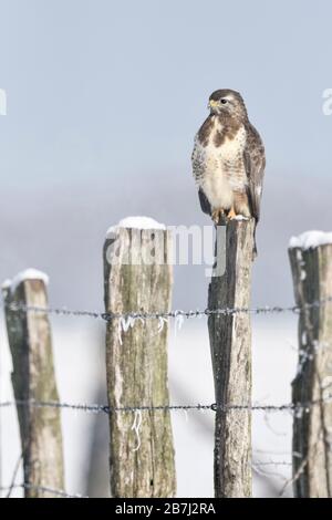 /Maeusebussard Mäusebussard (Buteo buteo) im kalten Winter, auf einem zaunpfosten thront, mit Schnee, Wildlife, Europa abgedeckt. Stockfoto