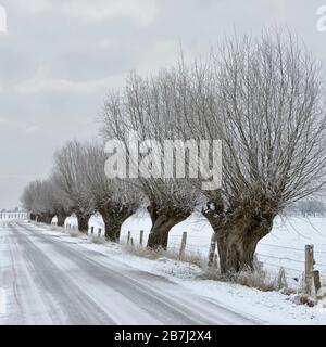 Pollard Weiden (Salix sp. ) Entlang einer Straße an Bislicher Insel/Bislicher Insel, schneebedeckte Felder, Niederrhein, Nordrhein-Westfalen, Ge Stockfoto