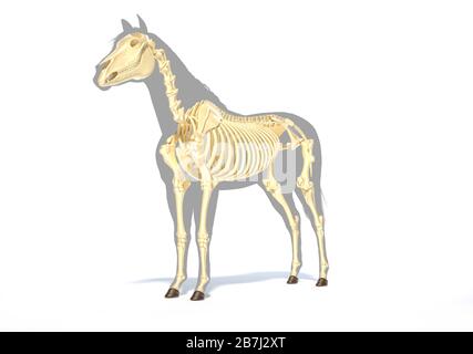 Pferdeanatomie. Skelettsystem über grauer Silhouette, Vorderansicht - Seitenansicht auf weißem Hintergrund. Beschneidungspfad enthalten. Stockfoto
