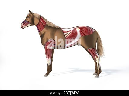 Pferdeanatomie. Muskuläres System mit Cutaway-Effekt. Seitenansicht auf weißem Hintergrund. Beschneidungspfad enthalten. Stockfoto