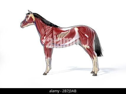 Pferdeanatomie. Muskulöses System über grauer Silhouette und schwarzem Umriss. Seitenansicht auf weißem Hintergrund. Beschneidungspfad enthalten. Stockfoto