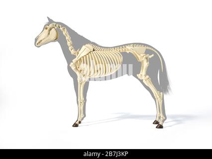 Pferdeanatomie. Skelettsystem über grauer Silhouette. Seitenansicht auf weißem Hintergrund. Beschneidungspfad enthalten. Stockfoto
