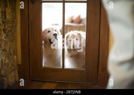 Zwei Labrador Retriever warten vor der Tür Stockfoto