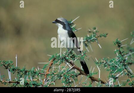 Grau unterlegte Würger, Lanius Tephronotus, Kenia, Afrika, in Akazienbusch Stockfoto